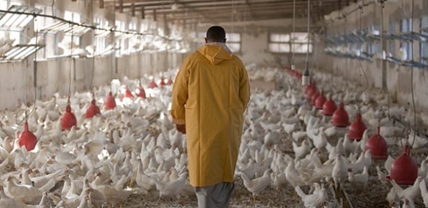 Virus Newcastle : L’Association des aviculteurs du Sénégal évoque une éventuelle pénurie de poulets sur le marché…