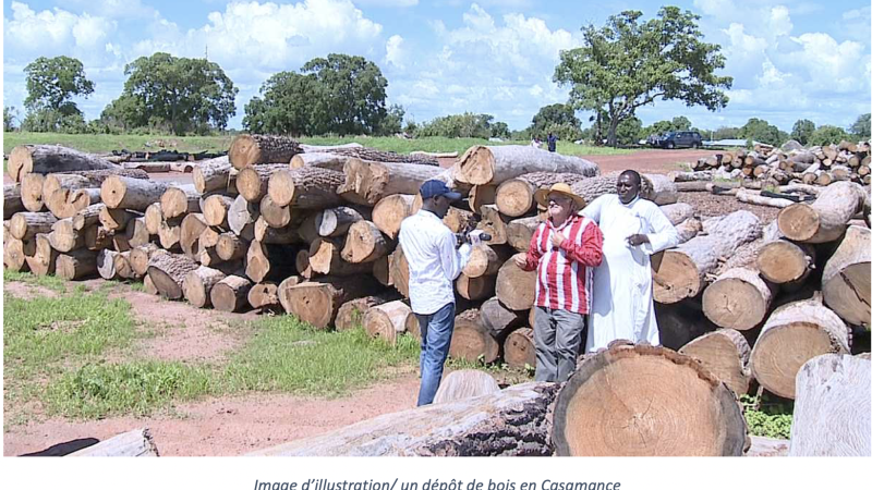 Tambacounda : un trafic transfrontalier de bois démantelé à Makacolibantang…