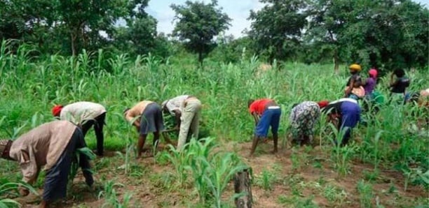 Campagne agricole : Le Crédit Mutuel du Sénégal finance les agriculteurs