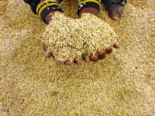 Autosuffisance en riz:Le Sénégal veut 1.500 milliards de francs CFA pour atteindre son objectif