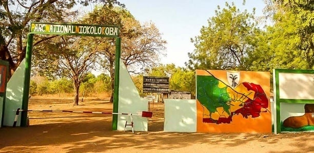 PARC NIOKOLO KOBA : Deux braconniers arrêtés avec des armes à feu, des munitions et des têtes d’animaux