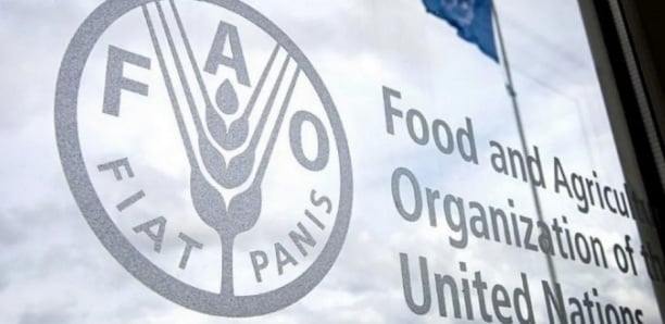 A cause des prix élevés, les pays pauvres vont réduire leurs importations alimentaires, prévoit la FAO