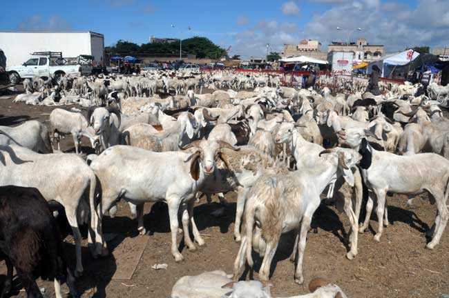 Ousmane Mbaye, Secrétaire général du ministère de l’Elevage : «Nous avons noté 42 mille moutons venant de la Mauritanie»