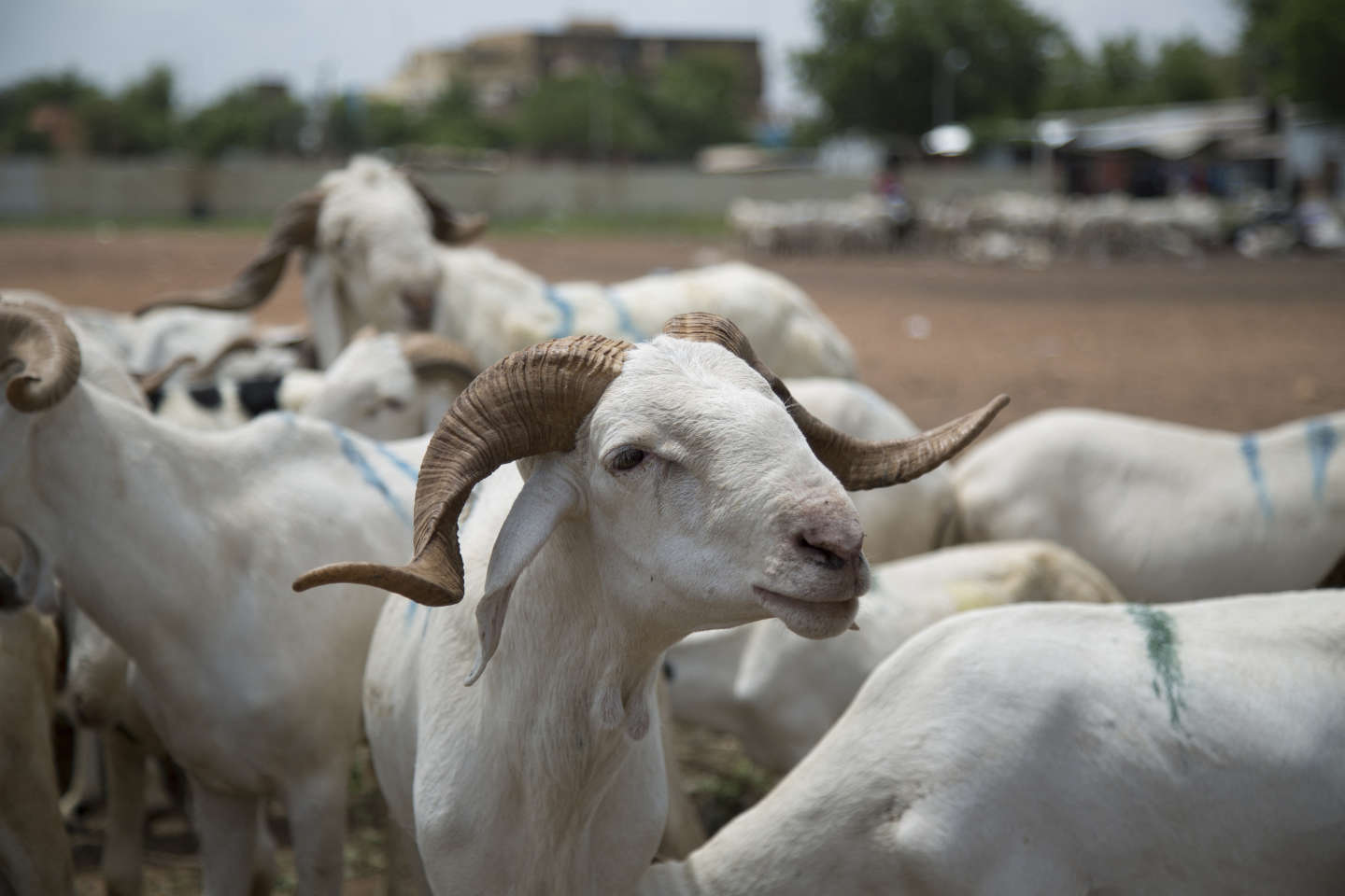 Moutons pour la Tabaski : le Secrétaire général du ministère de l’élevage rassure