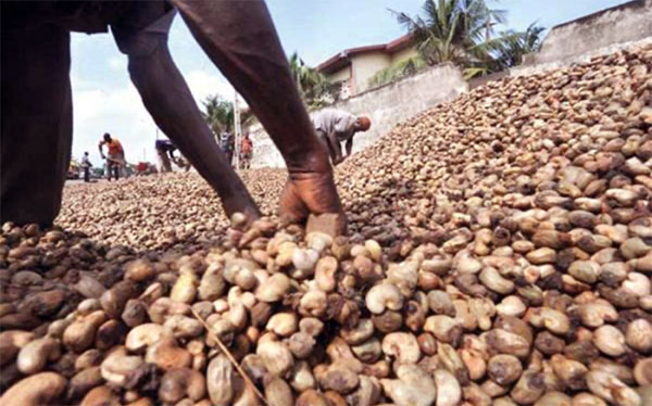 Ziguinchor – Commerce de l’anacarde : Un business à la noix