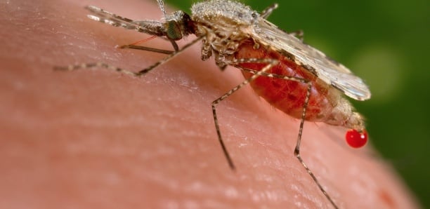 Apparition de la maladie de chikungunya à Kédougou : 44 cas depuis le début du mois d’août