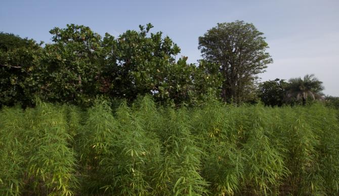 Ziguinchor: L’OCRTRIS démantèle un vaste champ de drogue avec la saisie de 110 kg