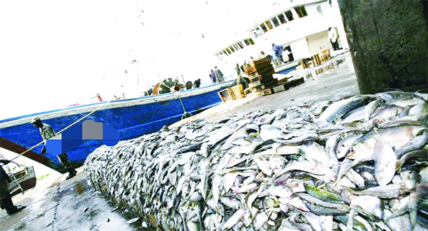 Exploitation halieutique : Les subventions alimentent la surpêche