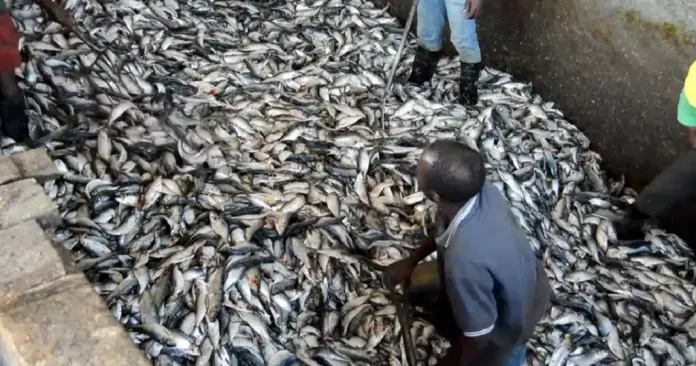 Sénégal: Pêcheurs et Transformateurs de produits halieutiques gagnés par le désespoir du ​”Cancer” des usines de farine de poisson…