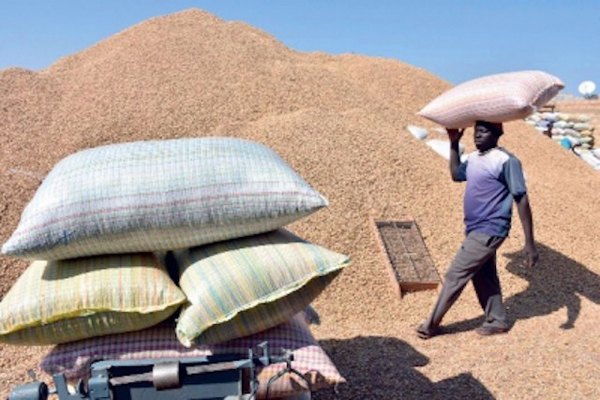 Commercialisation des récoltes d’arachide : le gouvernement fixe le prix plancher à 280 francs CFA le kilogramme