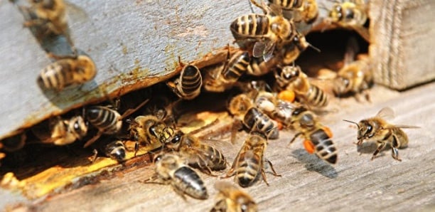 Attaque d’abeilles à Mbacké: Un chef de village et 2 femmes évacués à l’hôpital