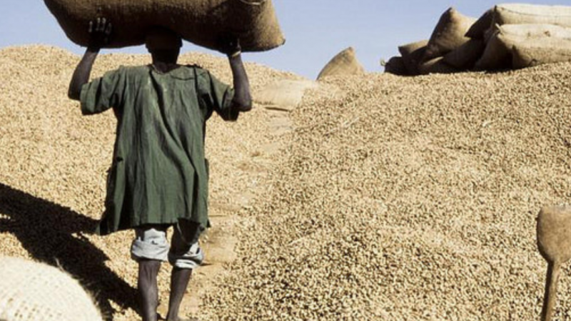 Campagne arachidière: Cheikh Diop demande de préserver la production et la consommation avant l’exportation