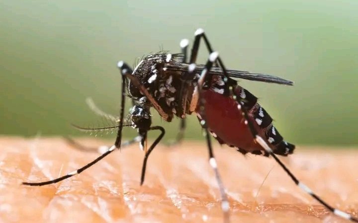 Sénégal: trois cas de Chikungunya et un cas de Zika détectés dans la région de Sédhiou