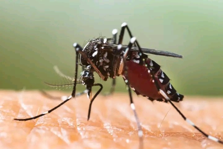 Sénégal: trois cas de Chikungunya et un cas de Zika détectés dans la région de Sédhiou