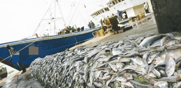Pêche : Un syndicat appelle à une gestion responsable des ressources halieutiques