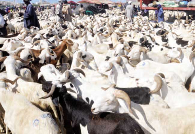 Tabaski 2024 : le gouverneur de Dakar publie les points de vente des animaux