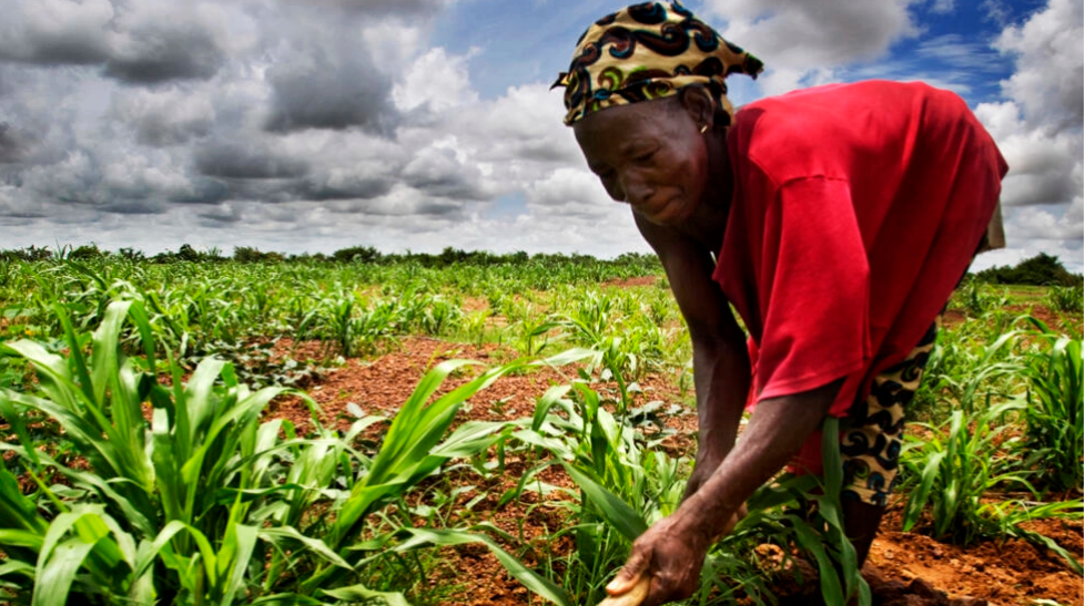 Afrique: un projet de restauration des paysages forestiers sur la sellette