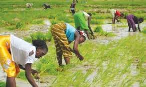 Lancement de la Campagne Agricole 2024-2025 au Sénégal : Une baisse du prix des engrais annoncée