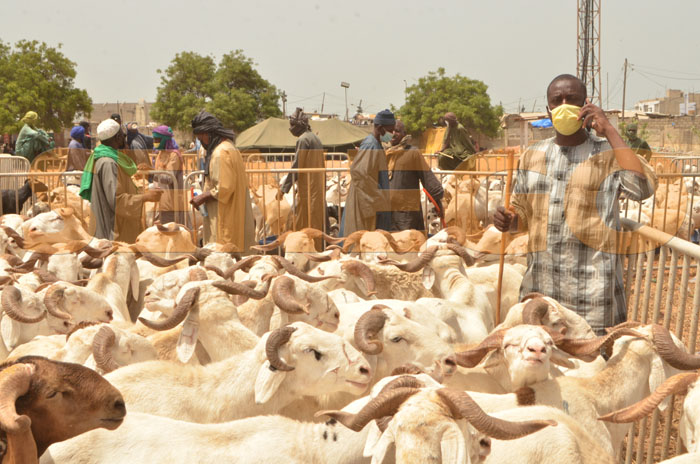 Tabaski 2024 : Mabouba Diagne lance un appel aux éleveurs pour des prix raisonnables