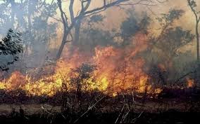 Dagana : une centaine de champs ravagés par le feu