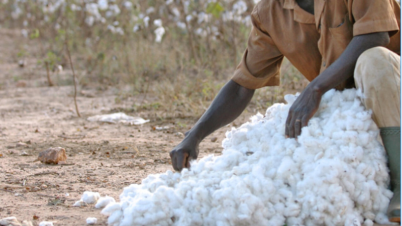 Remobiliser la filière africaine du coton face aux chutes de production