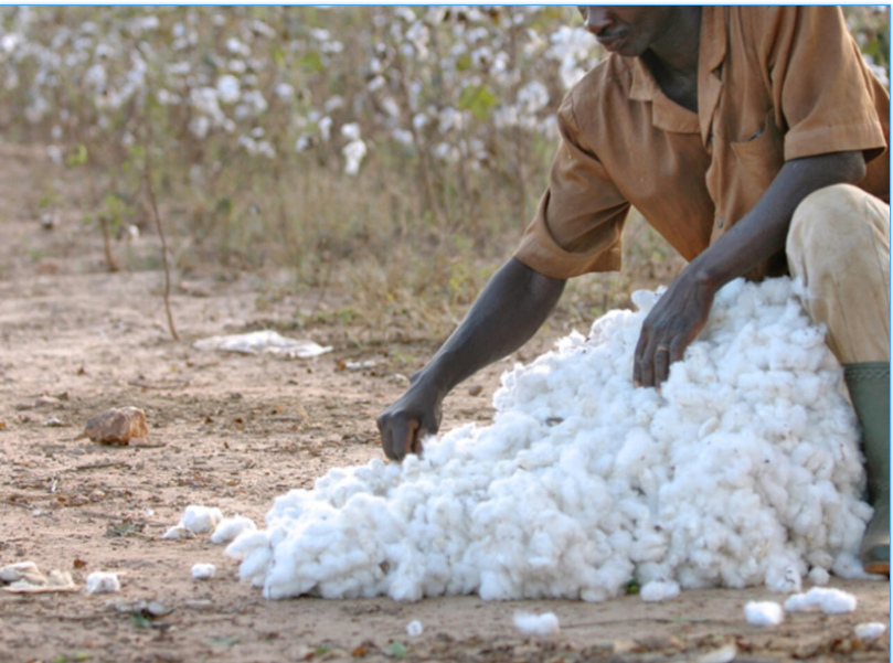 Remobiliser la filière africaine du coton face aux chutes de production