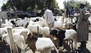 Tabaski : le marché ”très bien” approvisionné en moutons (officiel)