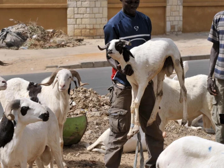 Sénégal: après la tabaski, que faire des moutons invendus ?
