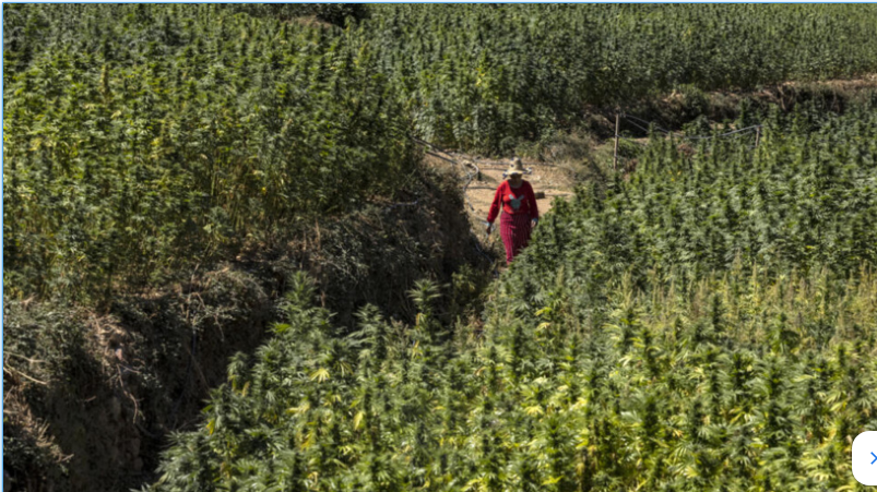 Le Maroc gracie plus de 4800 agriculteurs impliqués dans des affaires de culture de cannabis