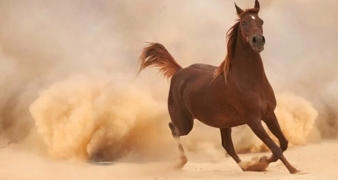 Tragédie à Sicap Mbao : une fillette de 4 ans tuée par un cheval en furie