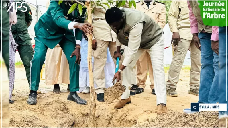 Touba : Bassirou Diomaye Faye lance la campagne nationale de reboisement