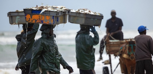 Pêche illicite : le Sénégal perd chaque année 150 milliards F Cfa