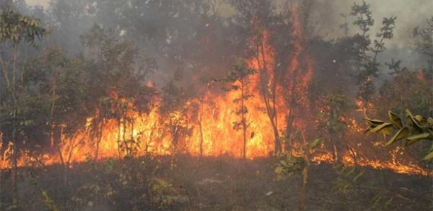 Mbeuleukhé: Un feu de brousse ravage plus de 250 hectares du tapis herbacé