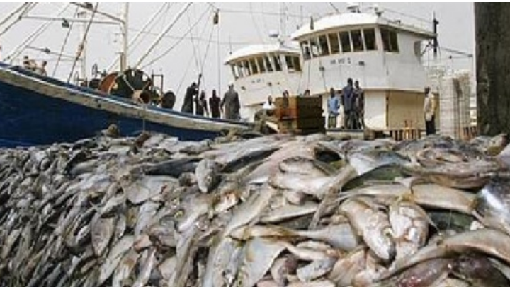 Célébration Journée Mondiale de la pêche : Les acteurs alertent sur les dangers de la pêche INN et l’implantation des usines de farine de poisson