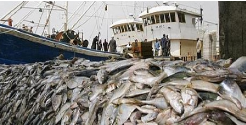 Célébration Journée Mondiale de la pêche : Les acteurs alertent sur les dangers de la pêche INN et l’implantation des usines de farine de poisson