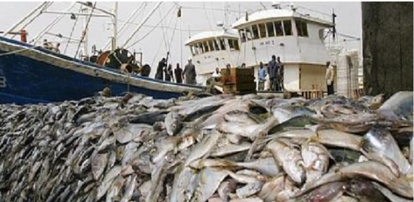 Célébration Journée Mondiale de la pêche : Les acteurs alertent sur les dangers de la pêche INN et l’implantation des usines de farine de poisson